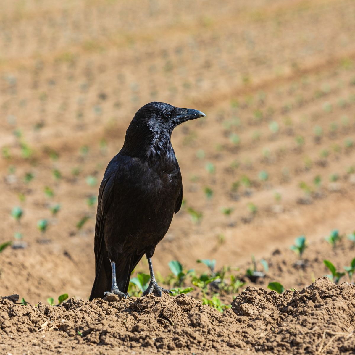 crow standing in field