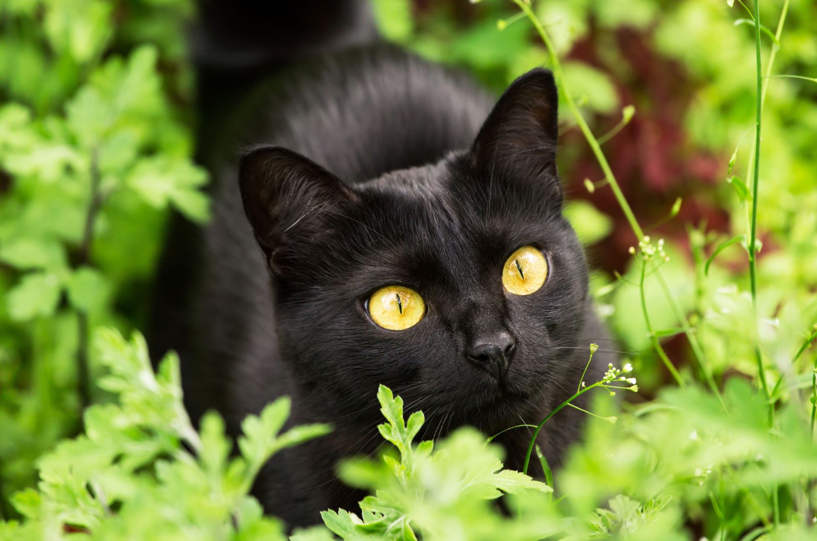 cute black cat