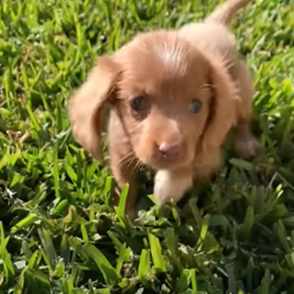 cute brown puppy walking on the grass