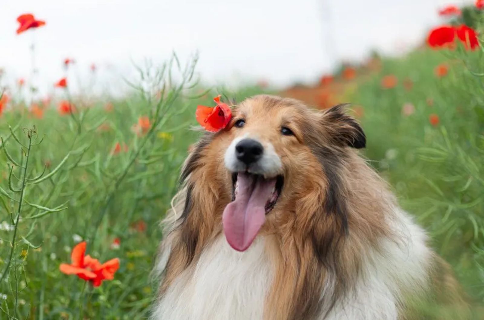 cute dog in flowers