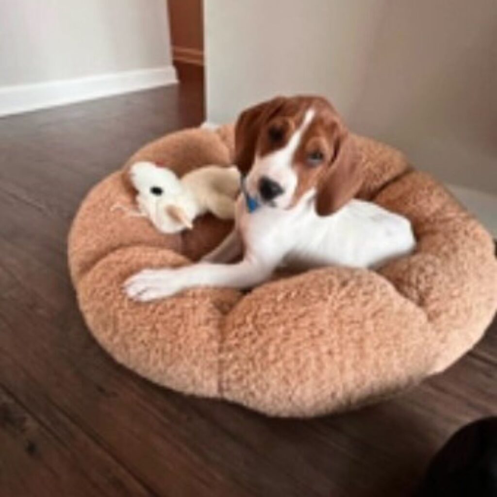 cute dog laying in house