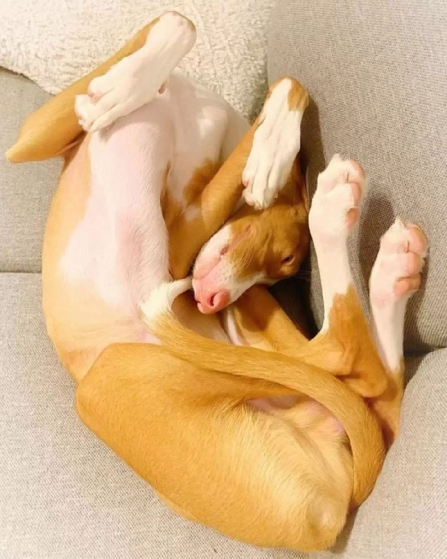 cute dog laying on a couch