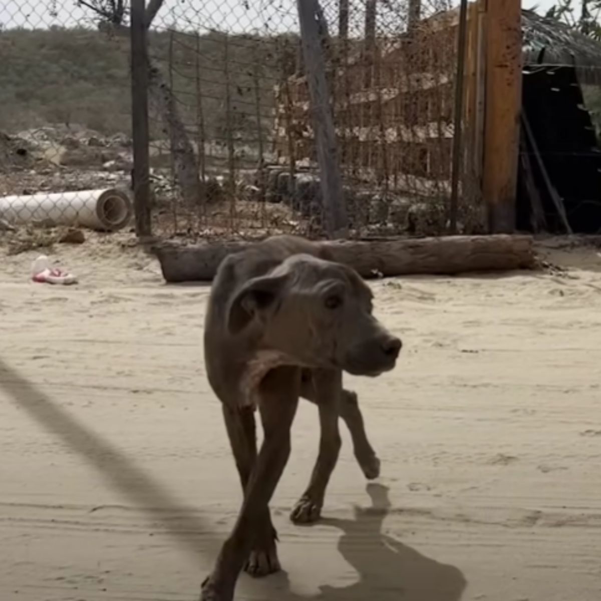 cute dog on road