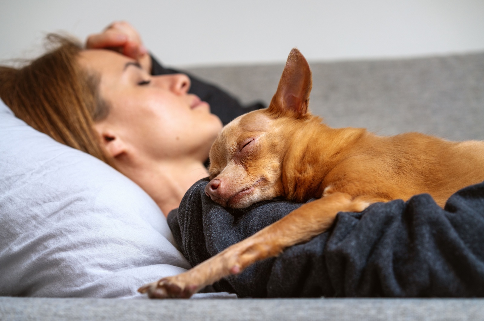 cute dog sleeping