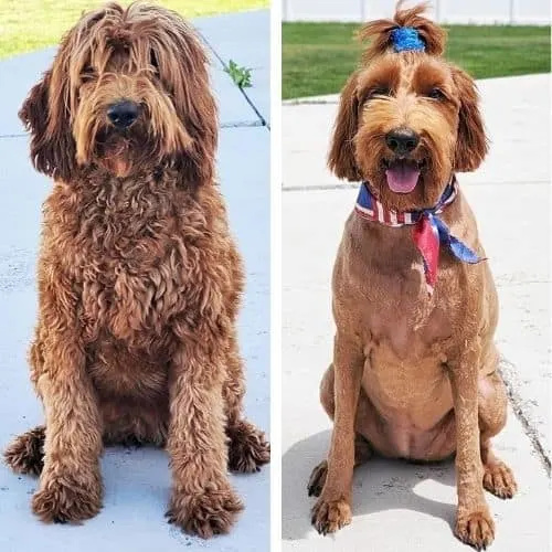 cute dog with ponytail haircut