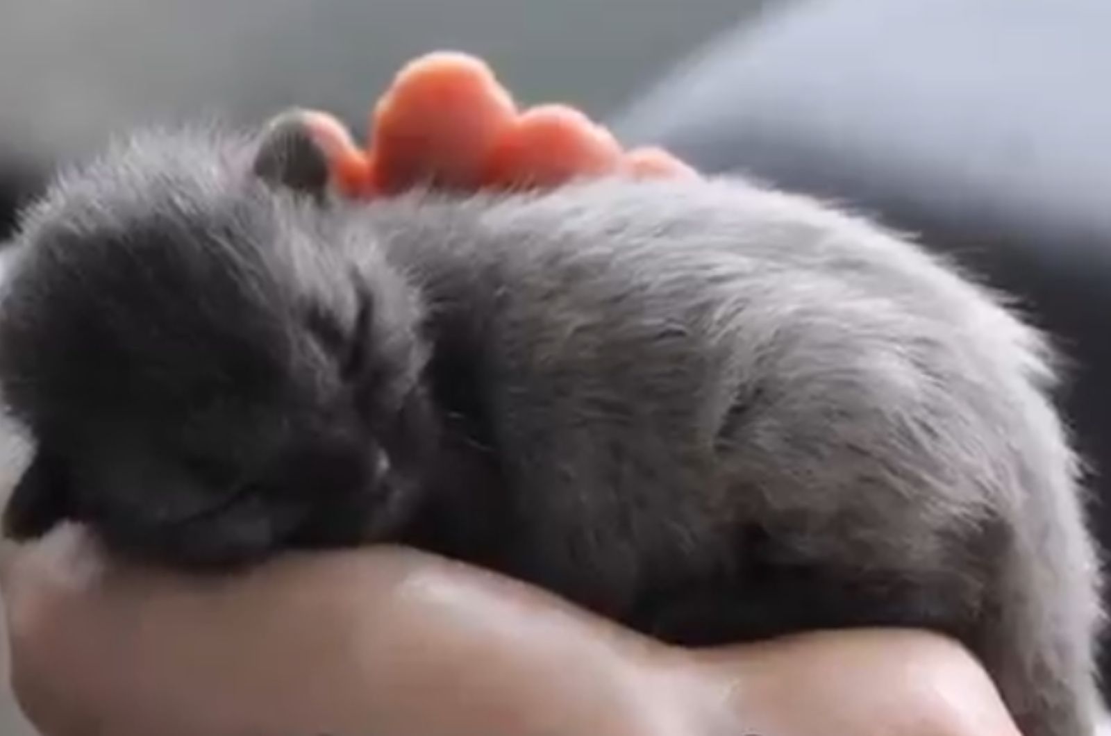 cute gray kitten