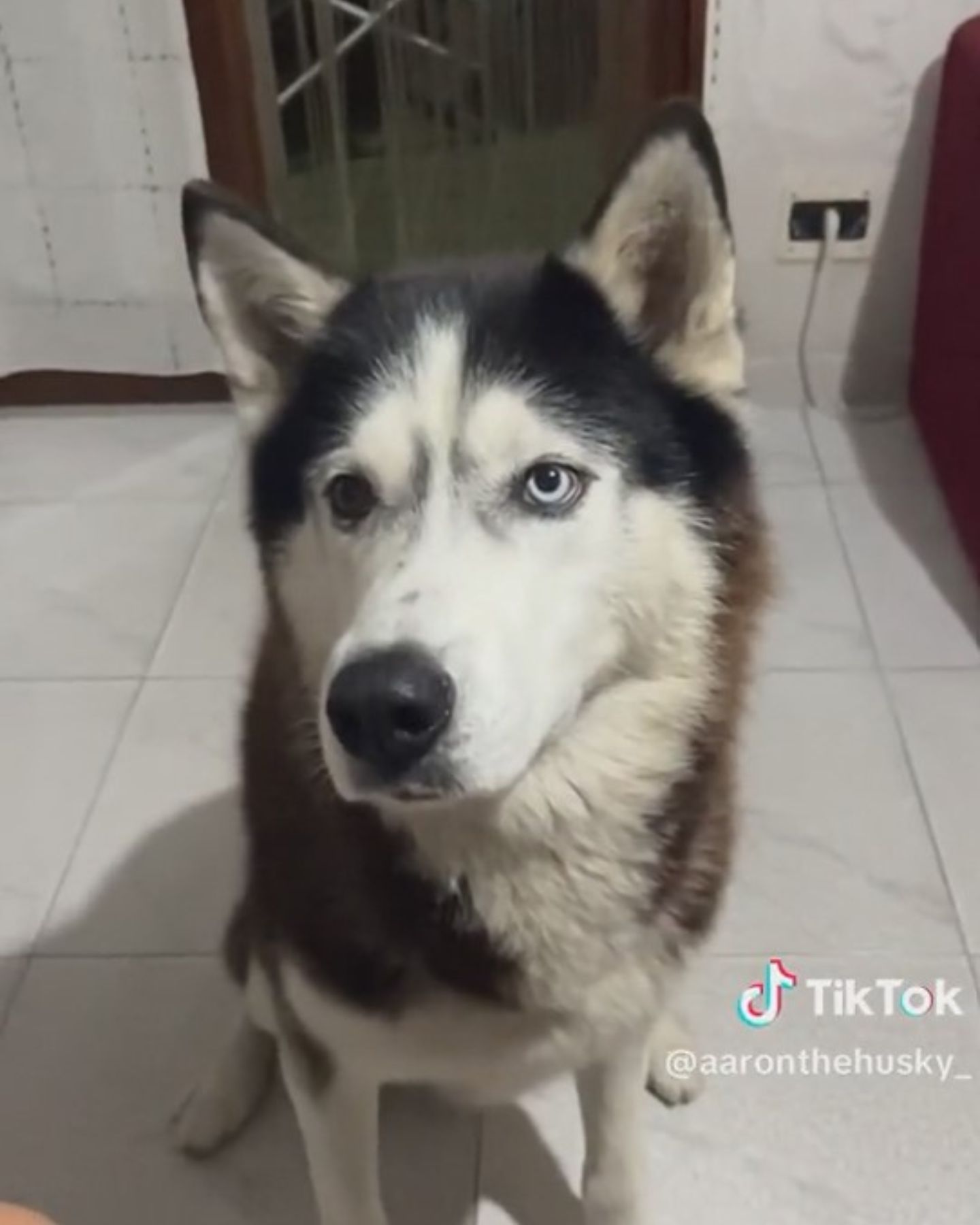 cute husky