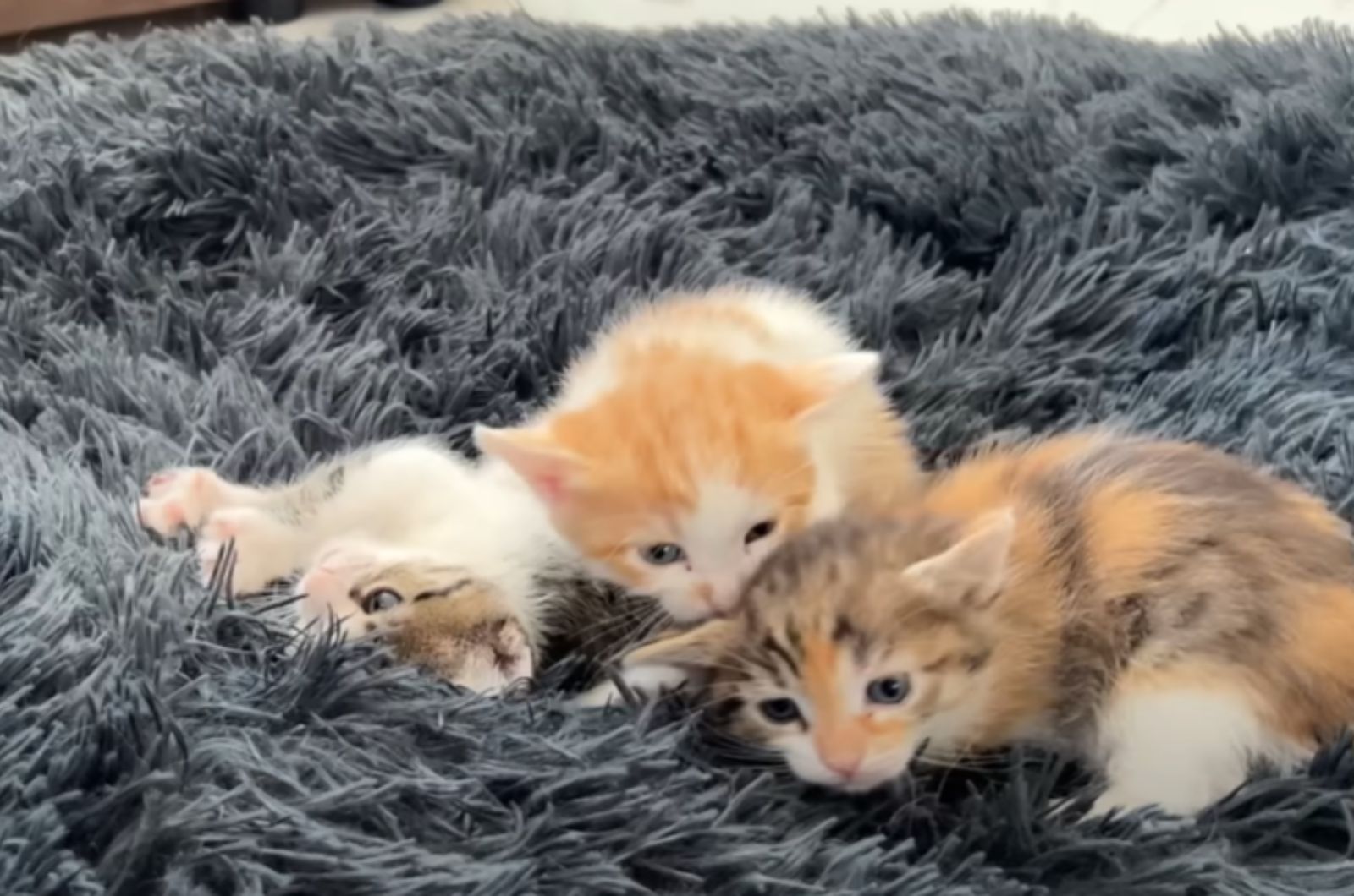 cute kittens on dog bed