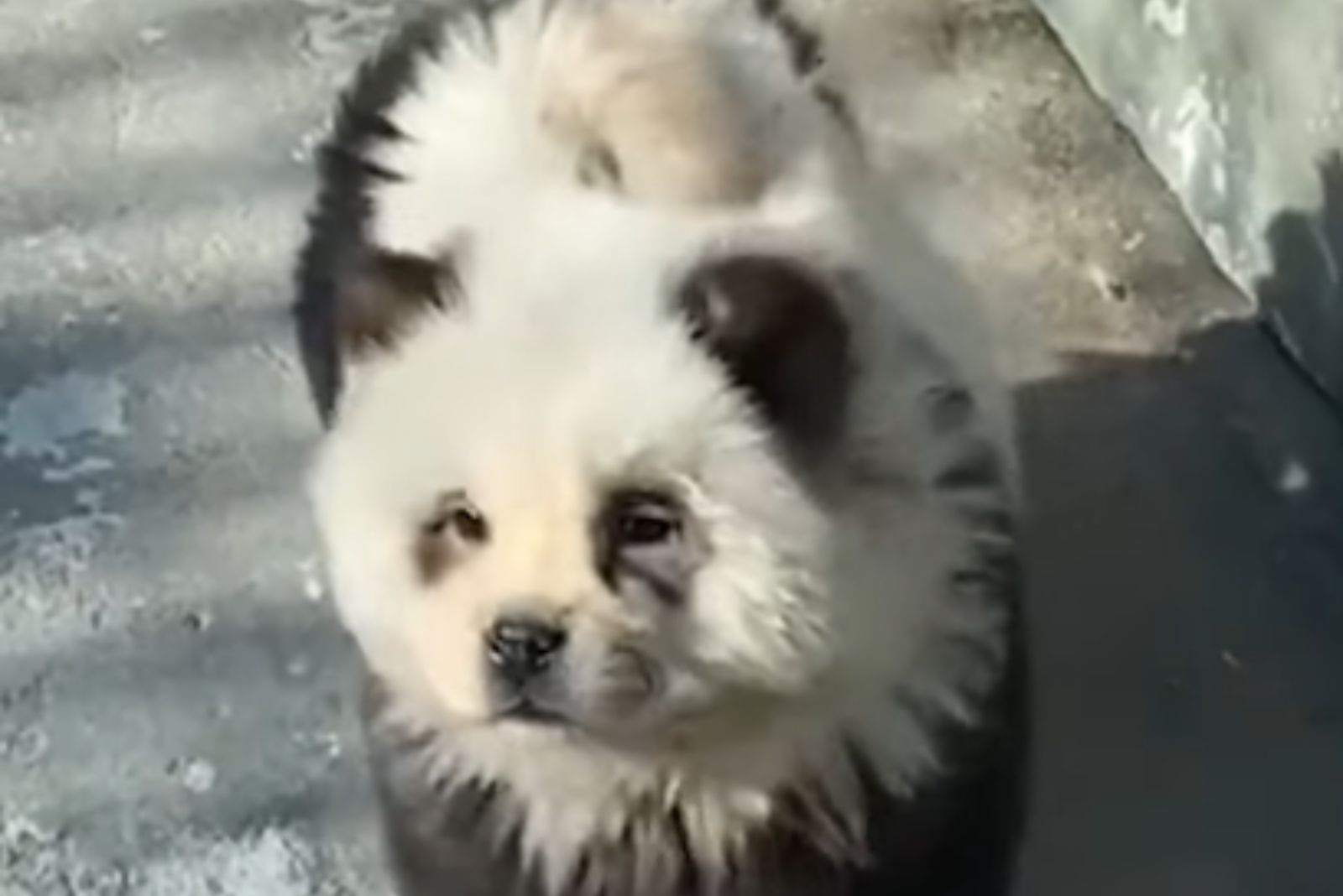 cute panda dog