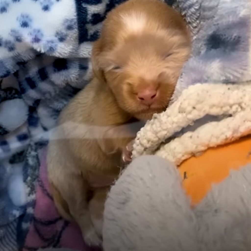 cute puppy sleeping