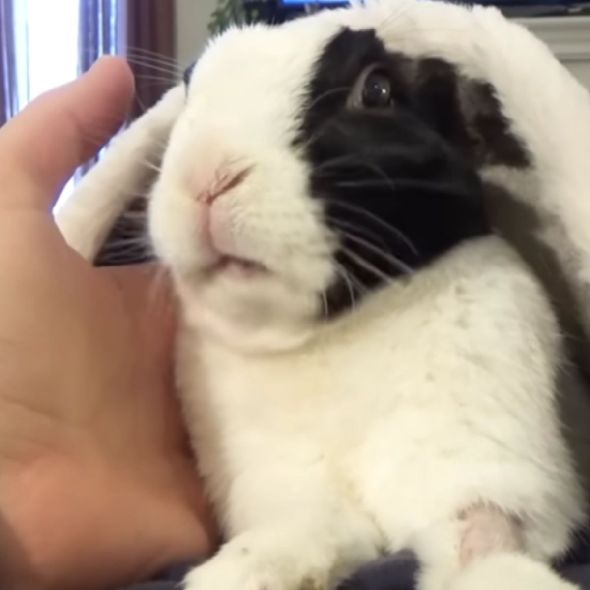 cute rabbit in human hand