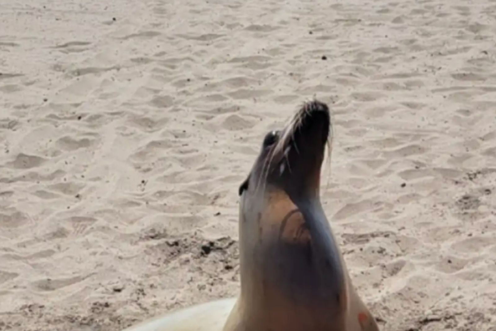 cute sea lion