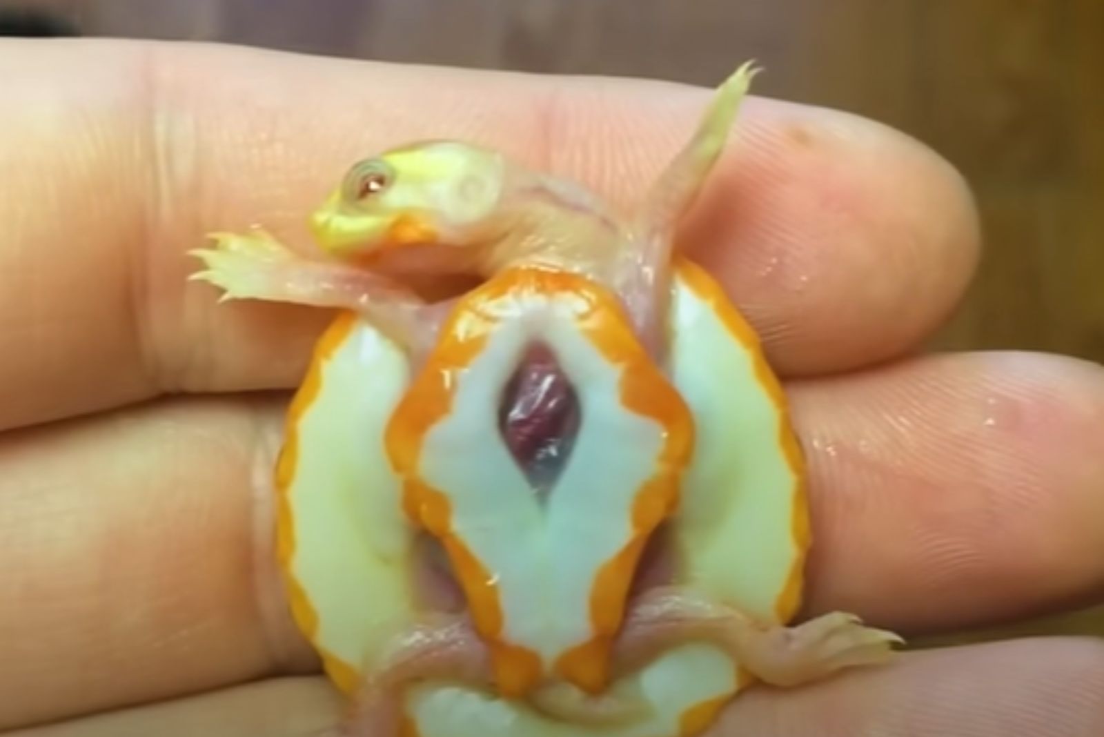 cute tiny turtle