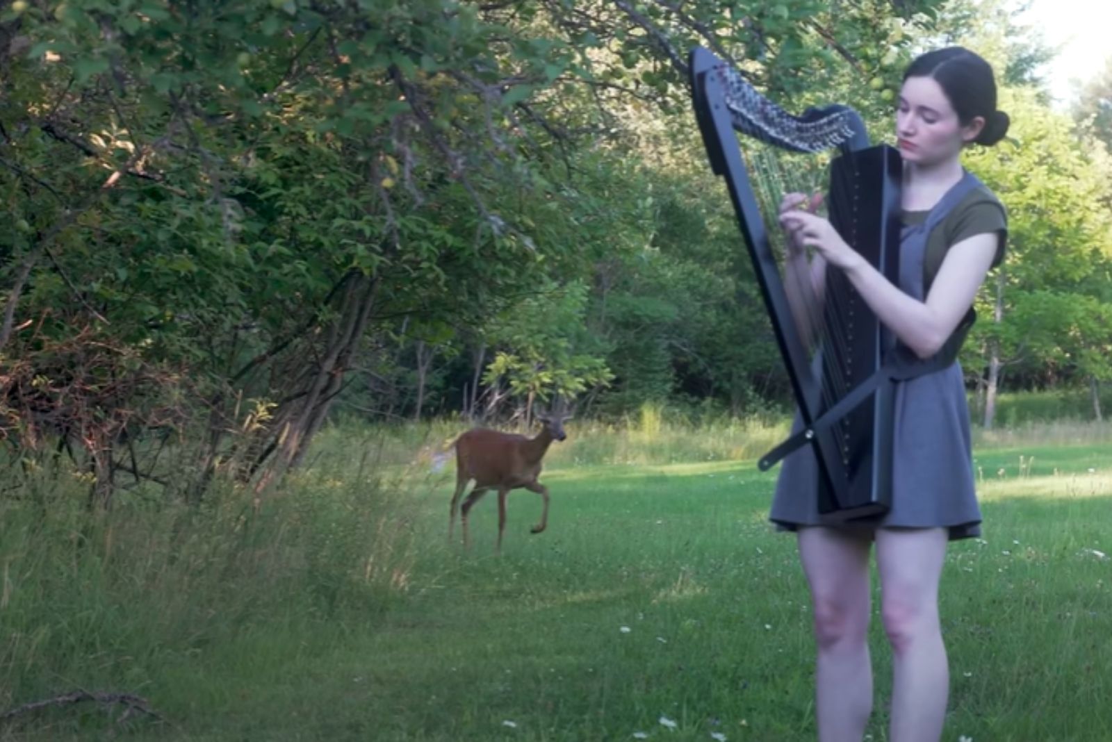 deer looking at woman