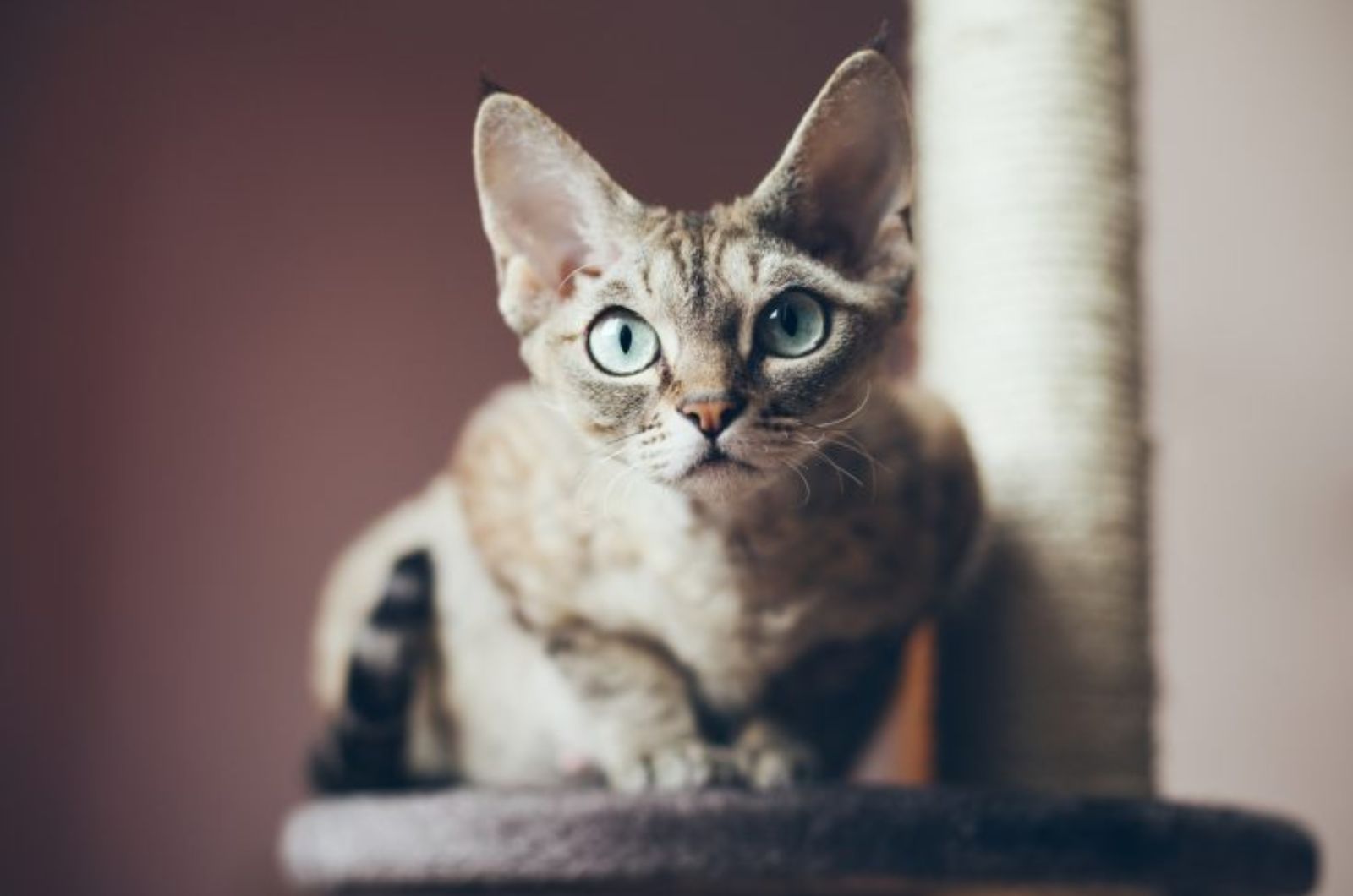 devon cat with big ears