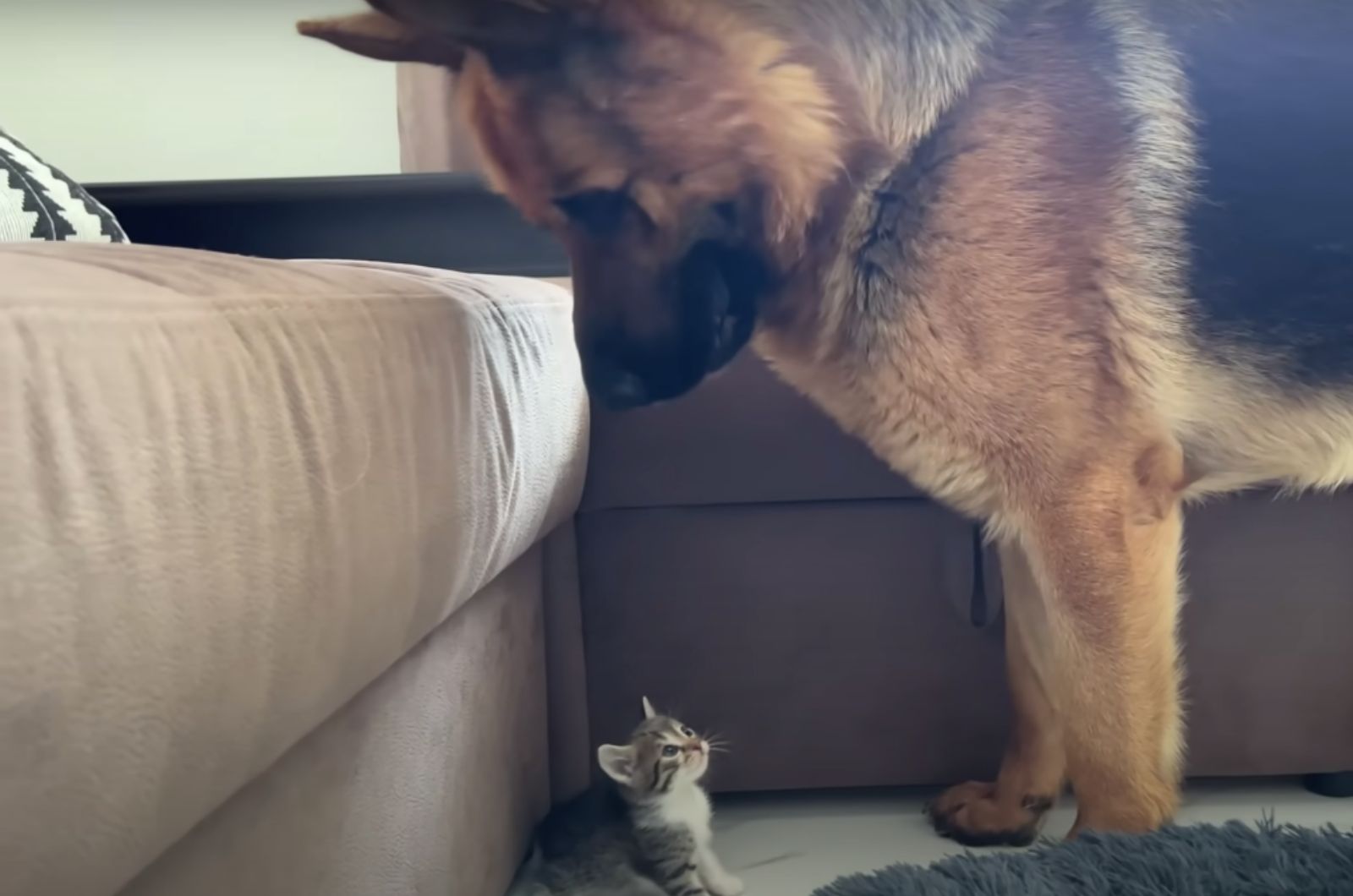 dog and a tiny kitten