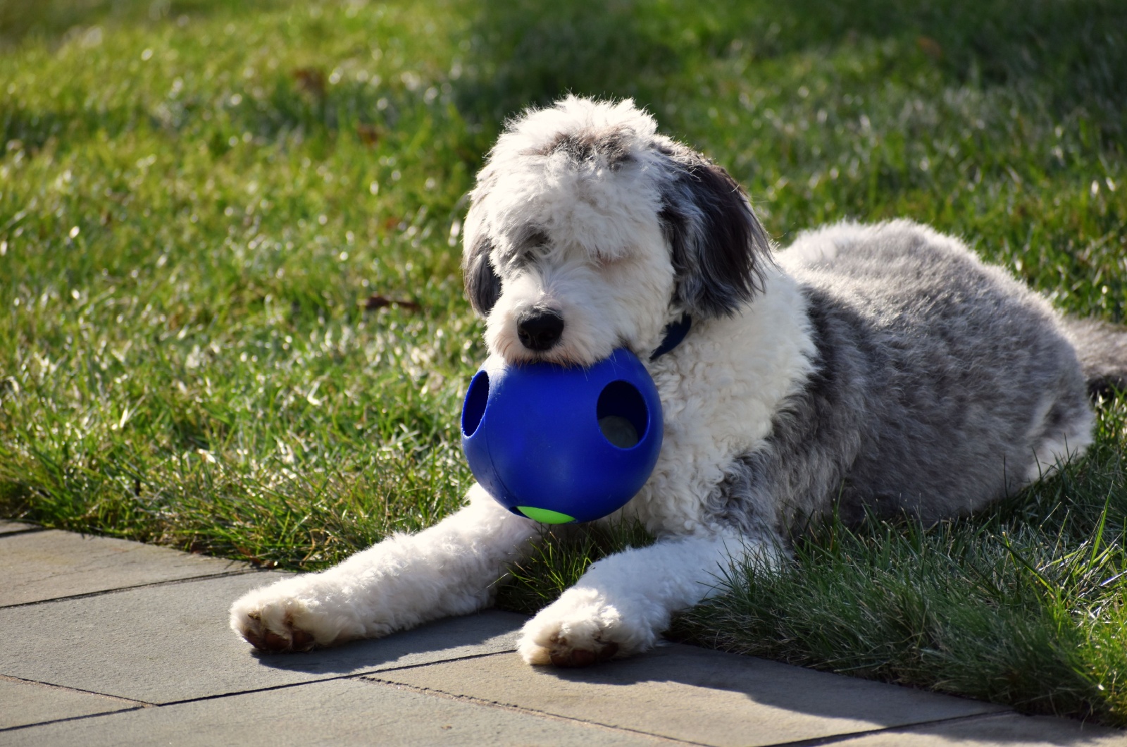 dog and blue ball