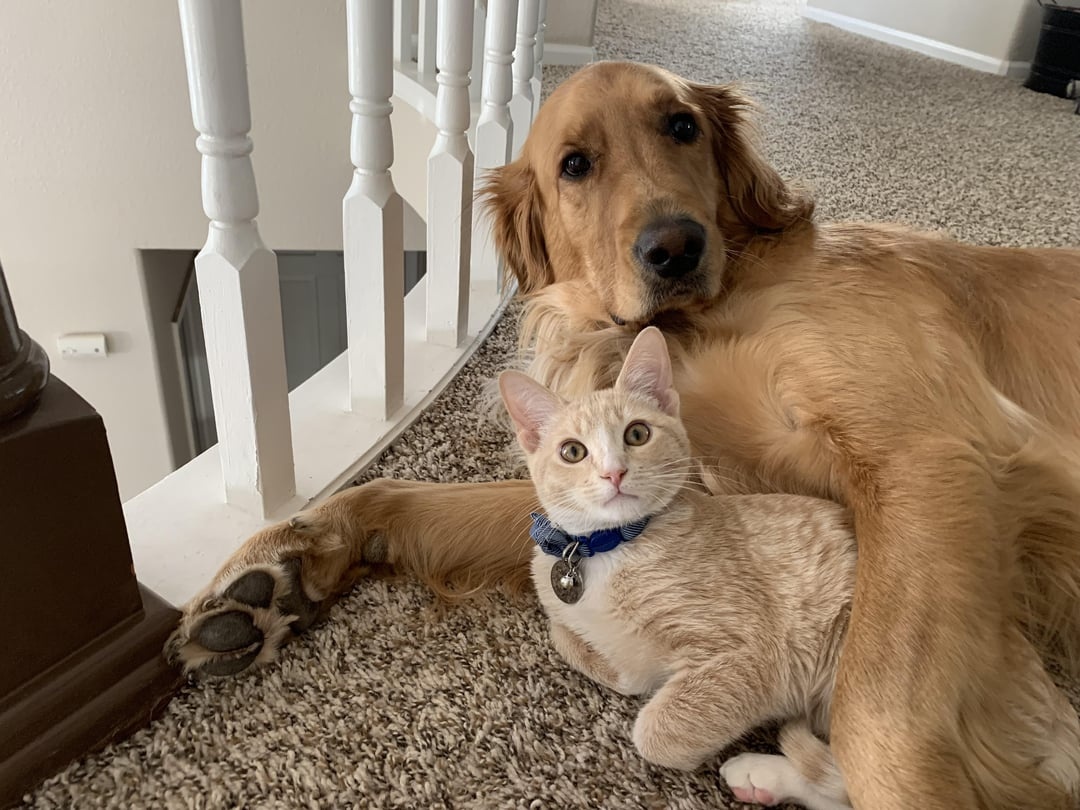 dog and cat laying down