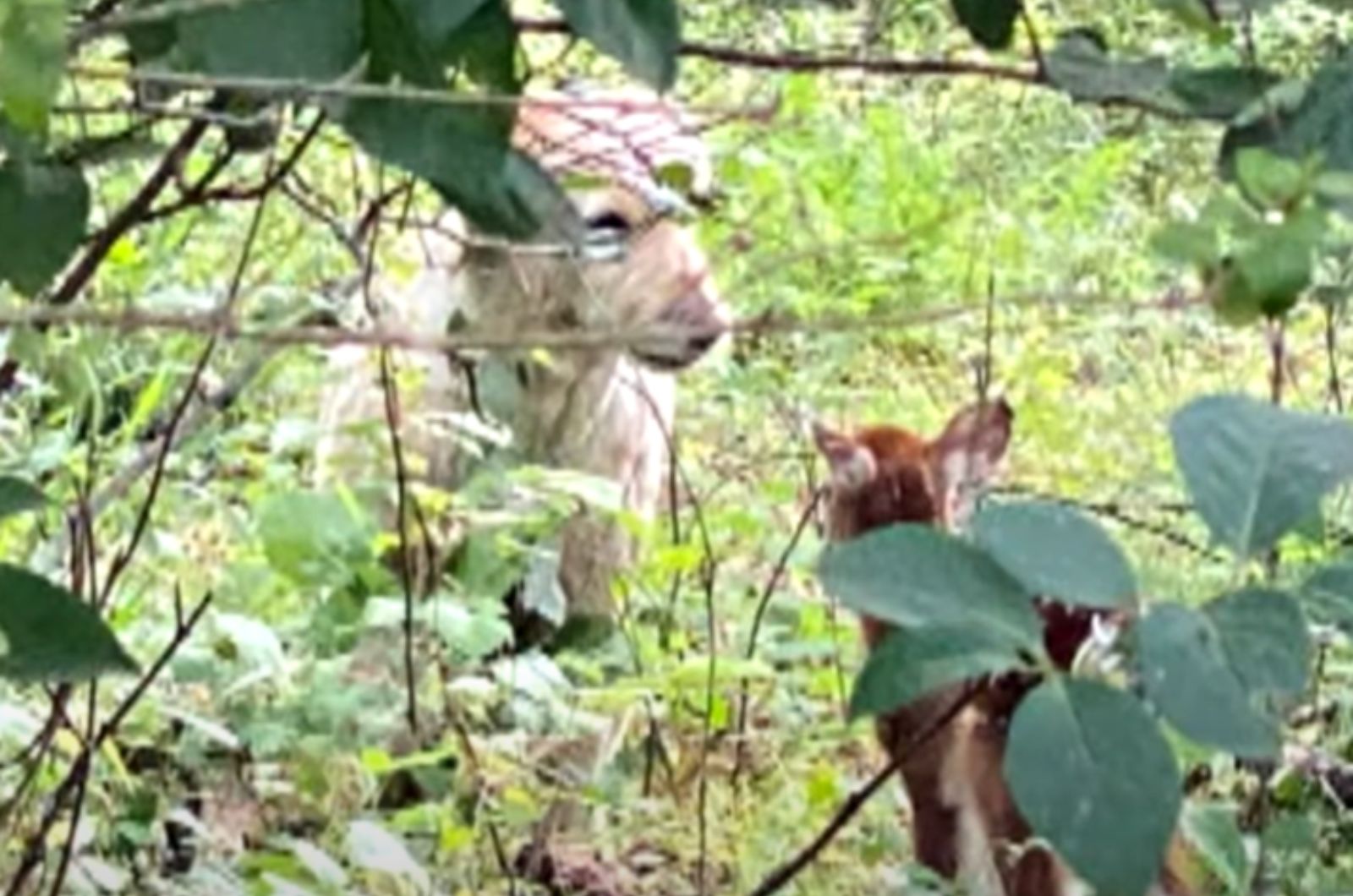 dog and fawn in yard