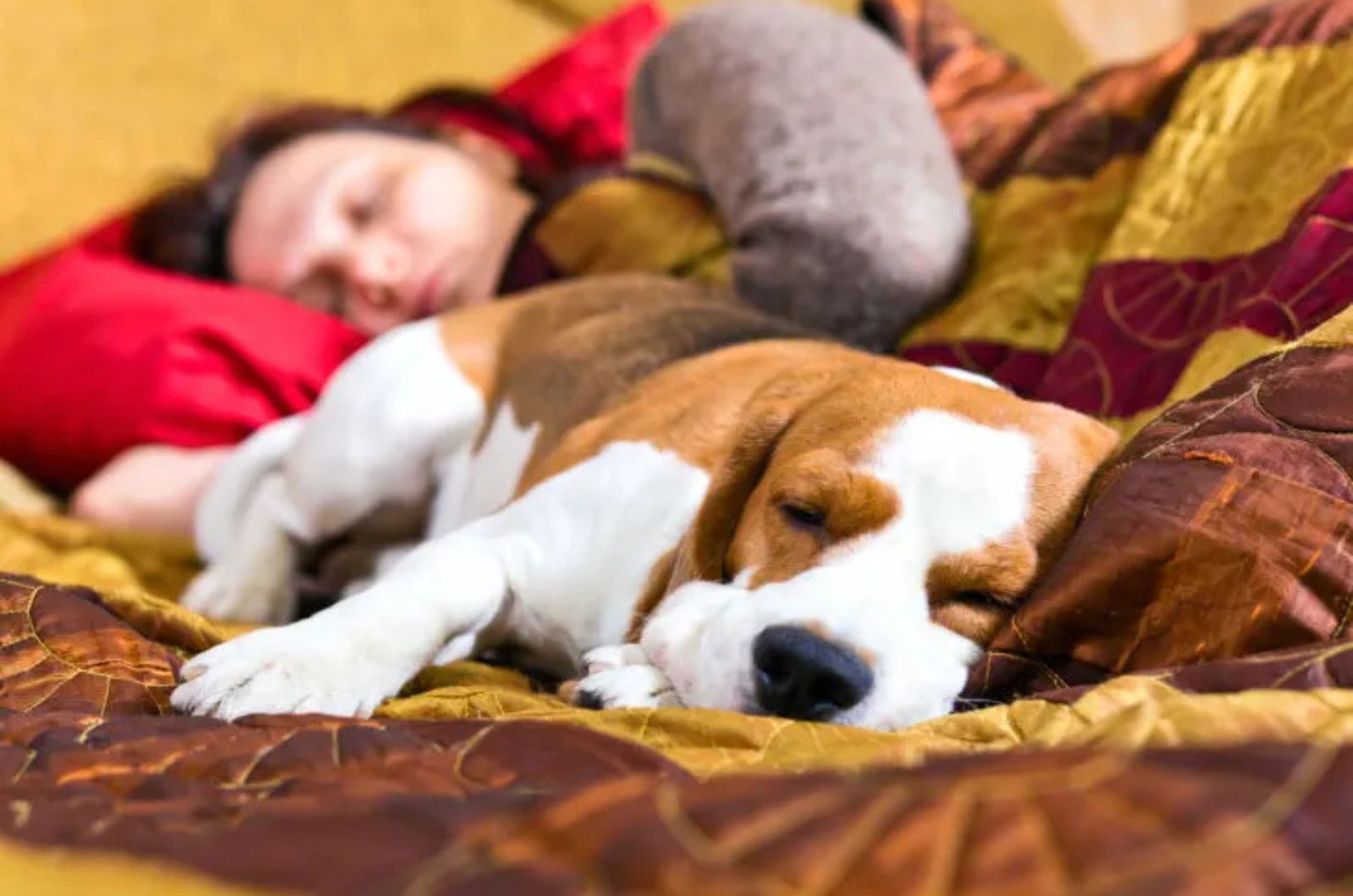 dog and woman sleeping