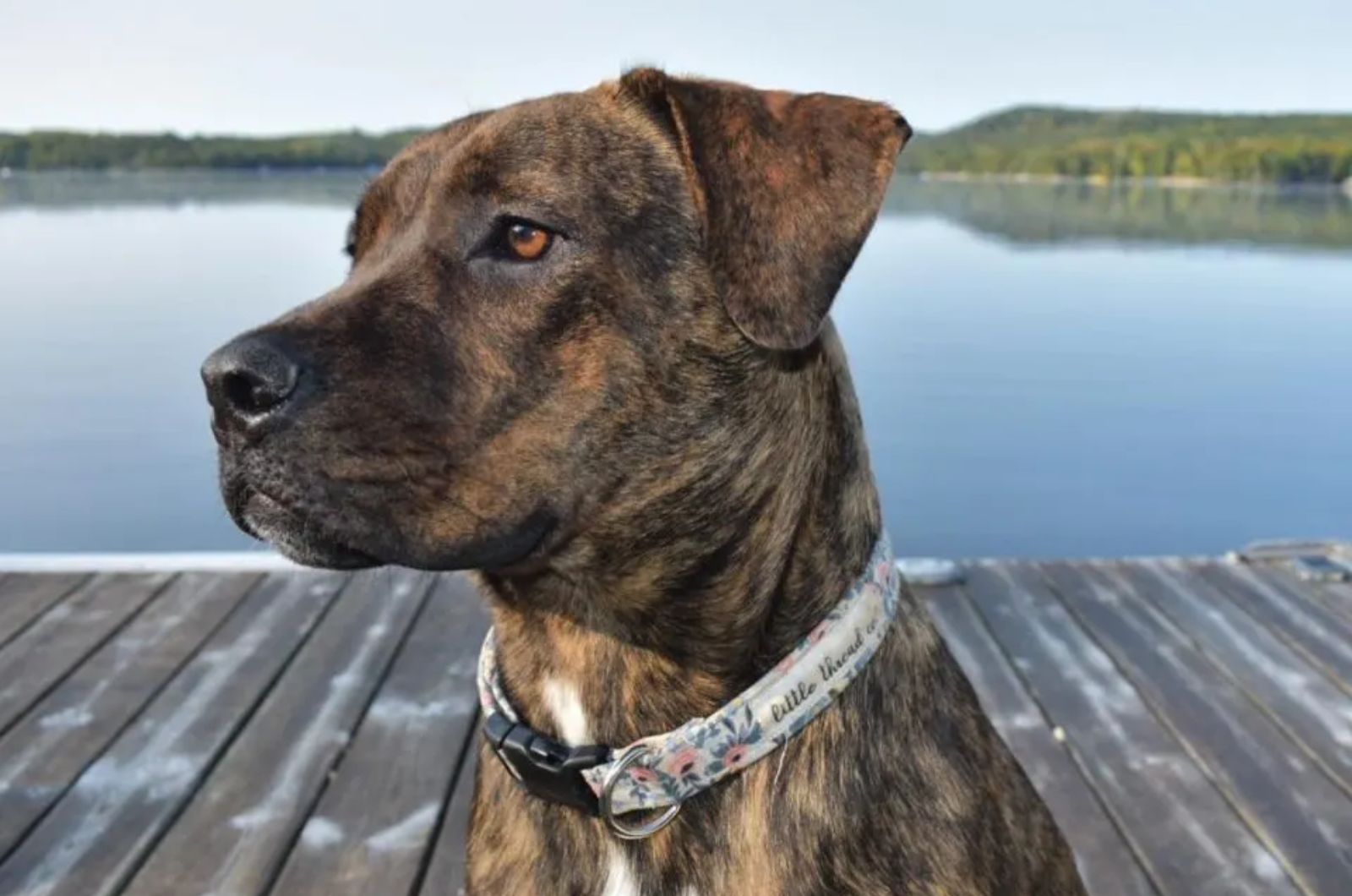 dog at lake