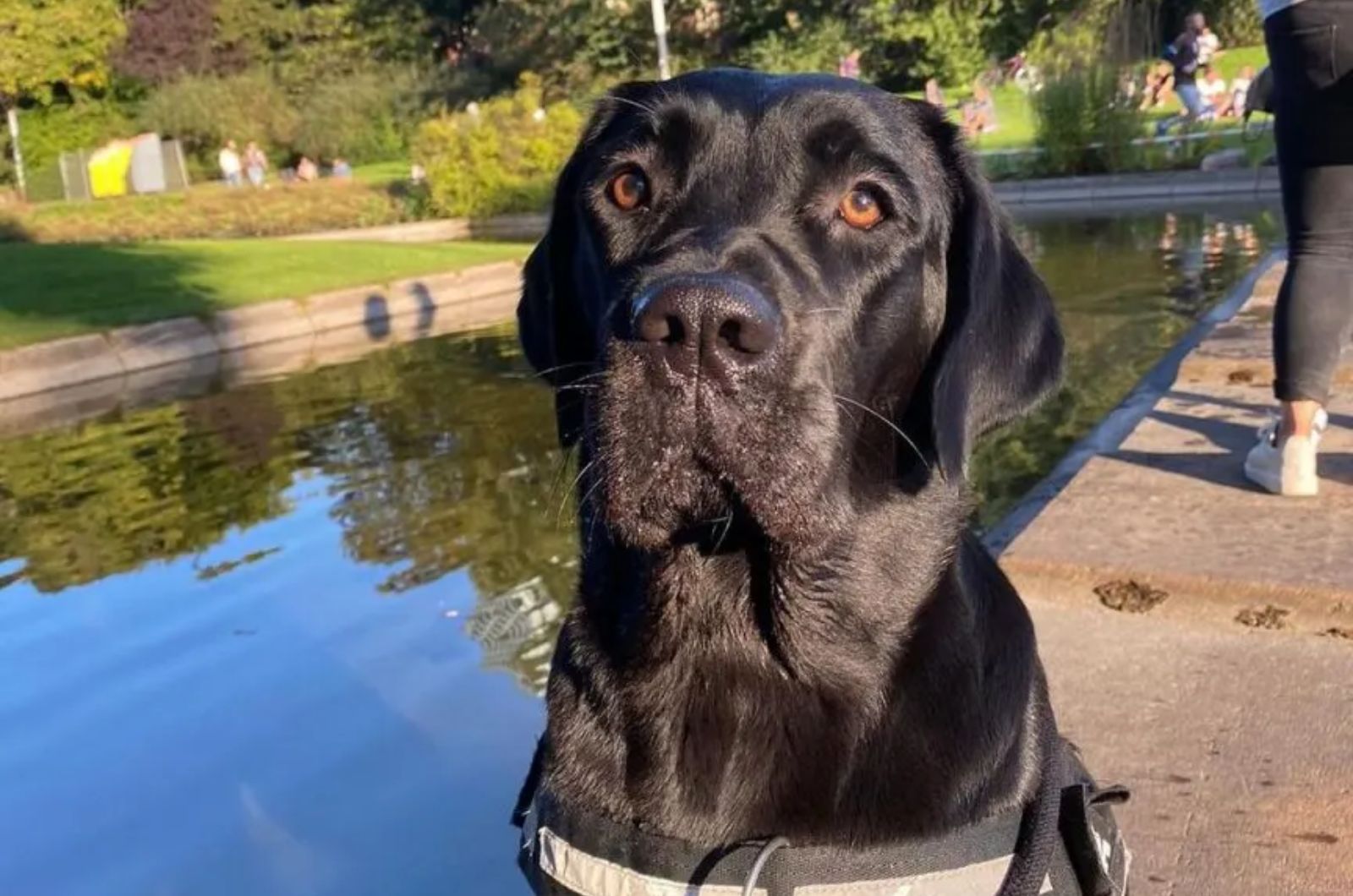 dog at river