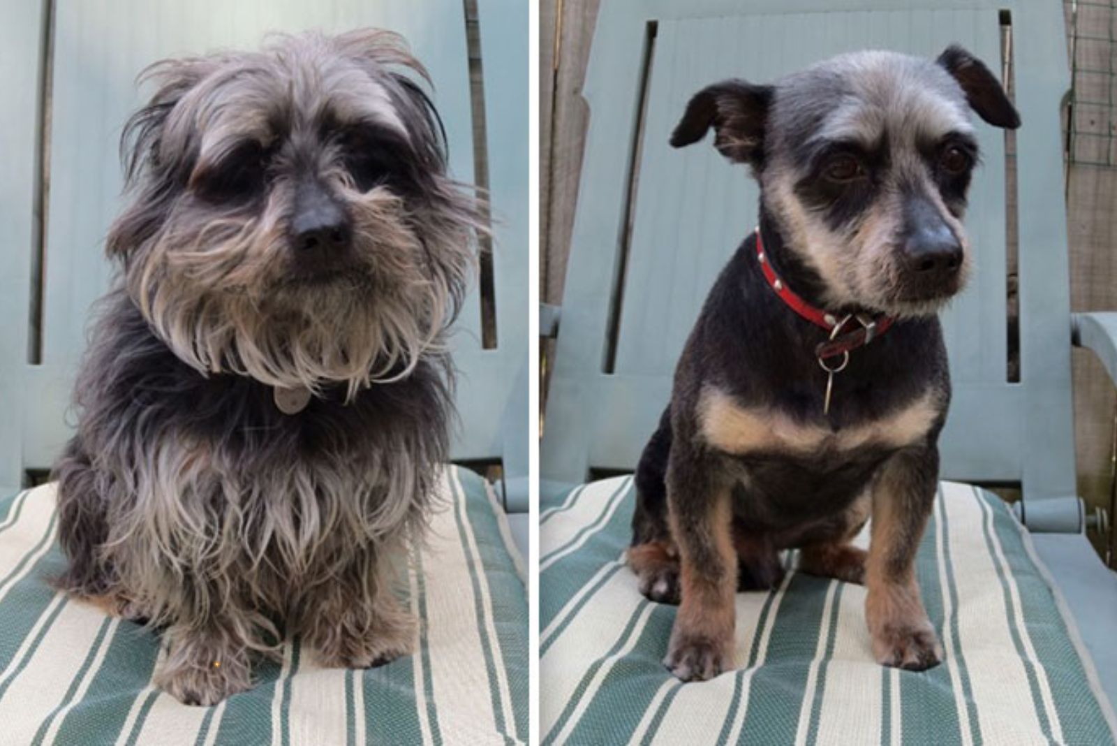 dog gets haircut