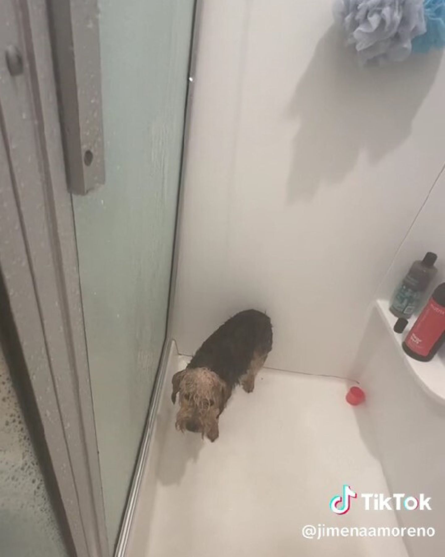 dog in a shower