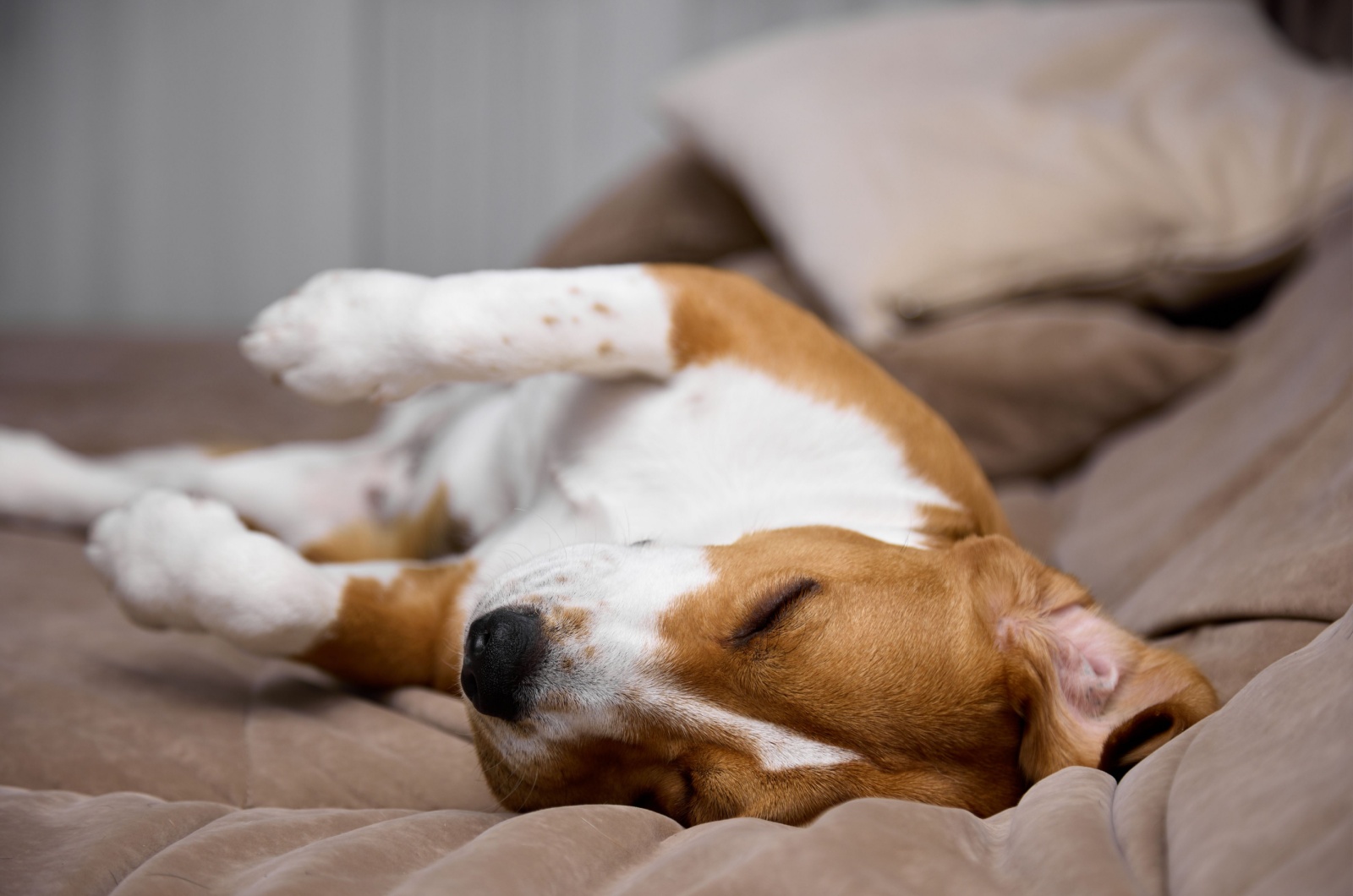 dog in bed sleeping