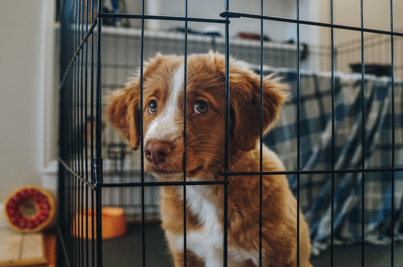 dog in crate