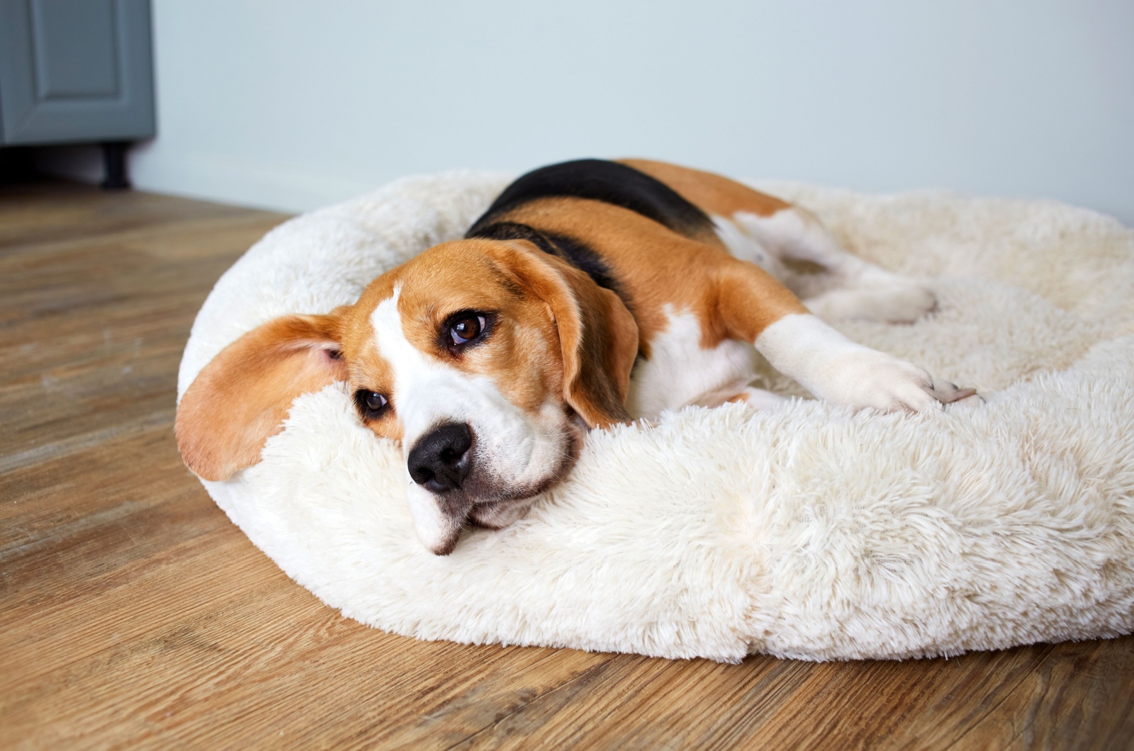 dog in doggy bed