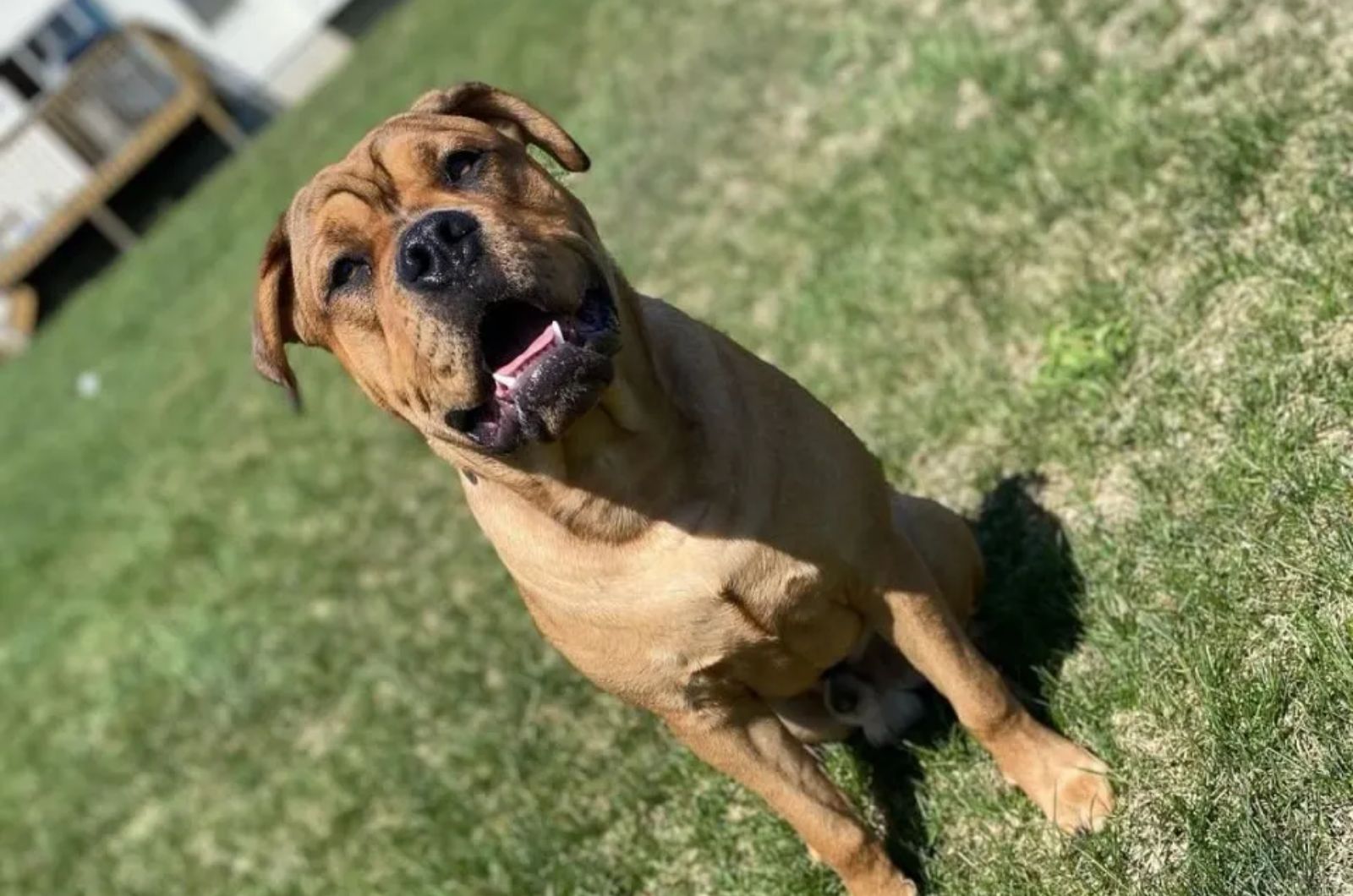 dog in field