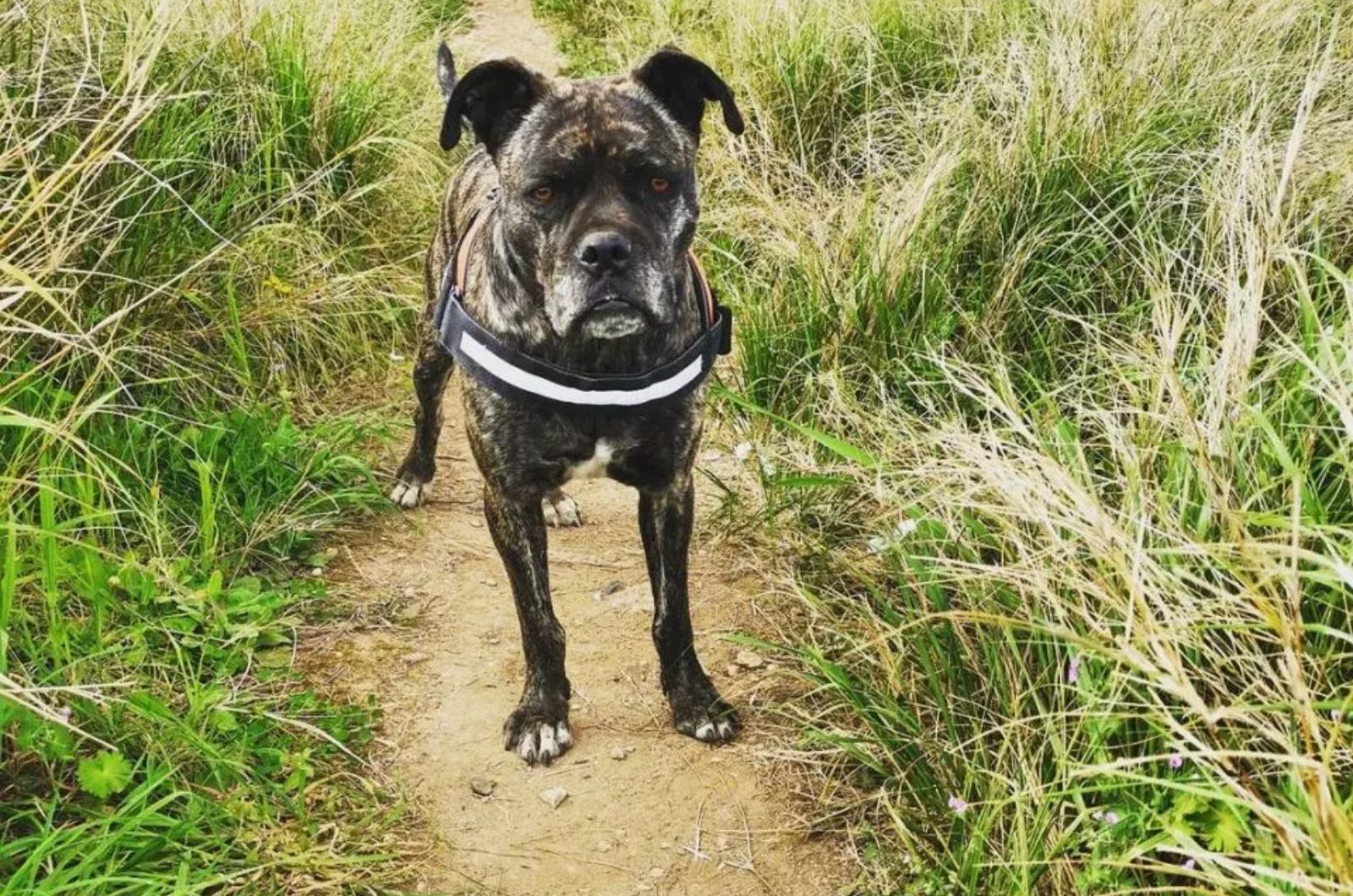 dog in grass