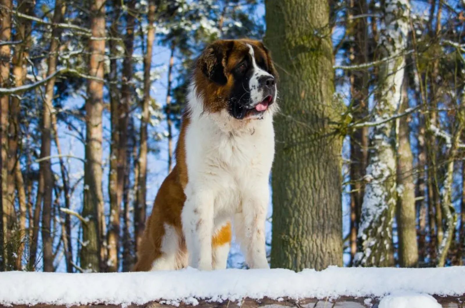 dog in snow