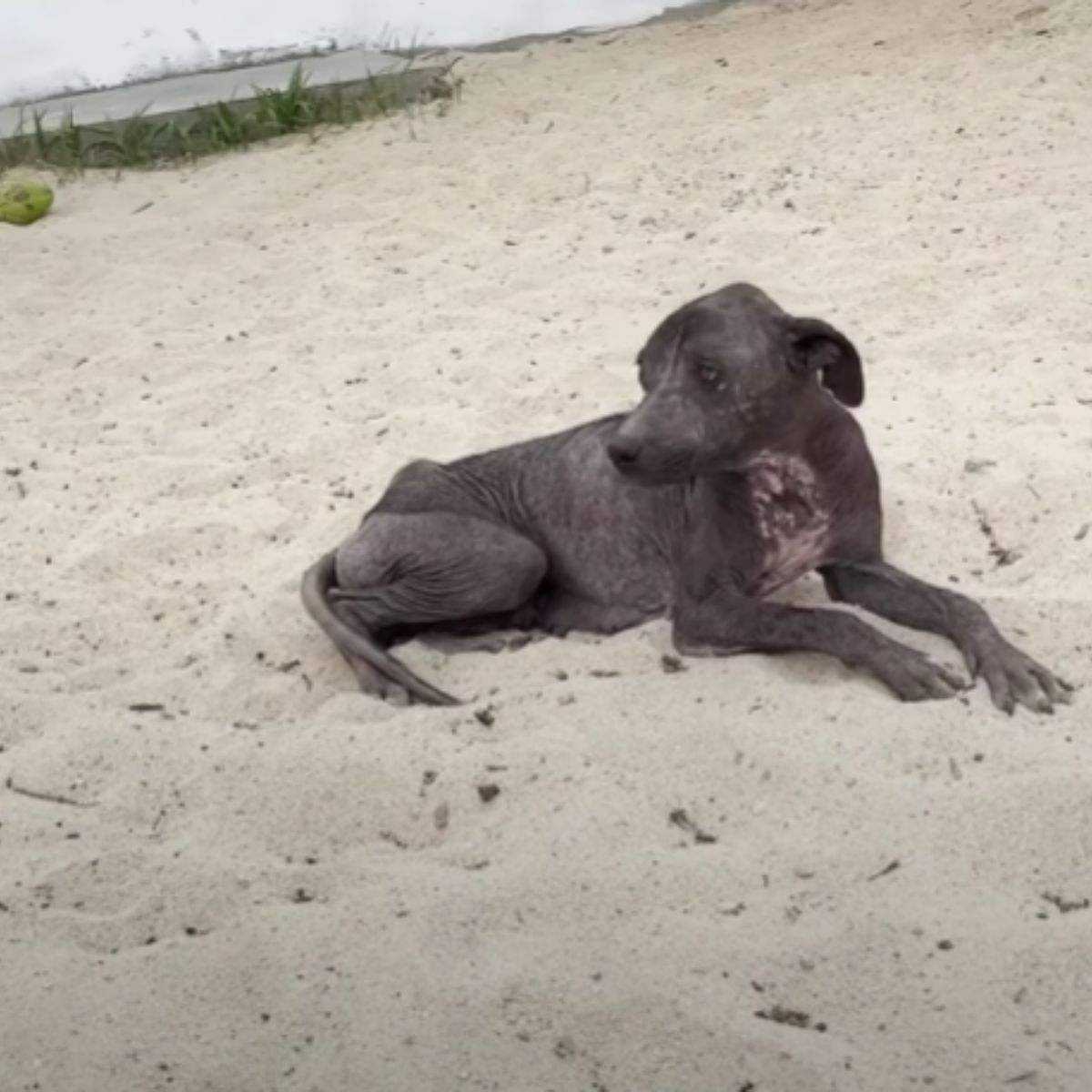 dog laying on a beach