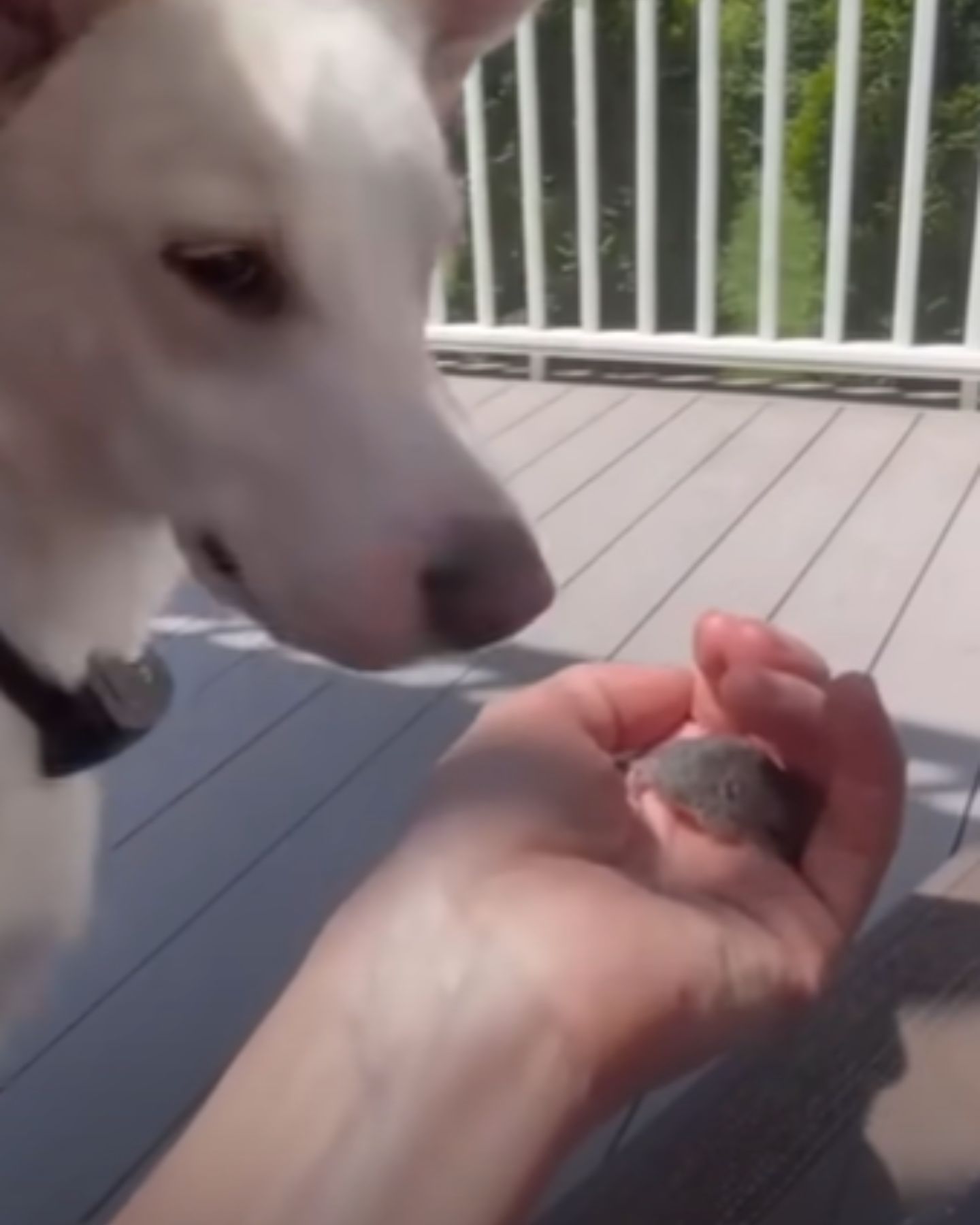 dog looking at tiny mouse