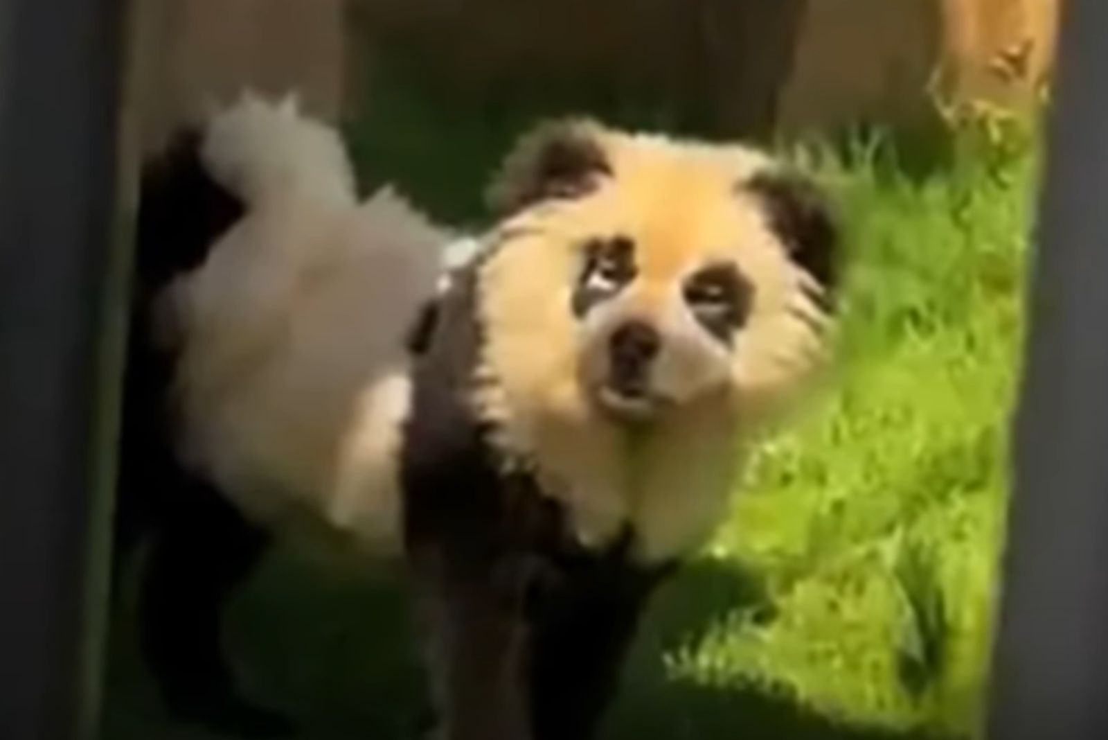 dog looks like panda