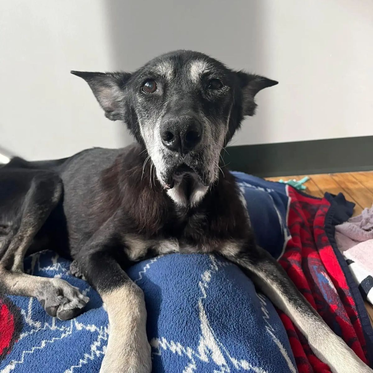 dog lying on a blanket