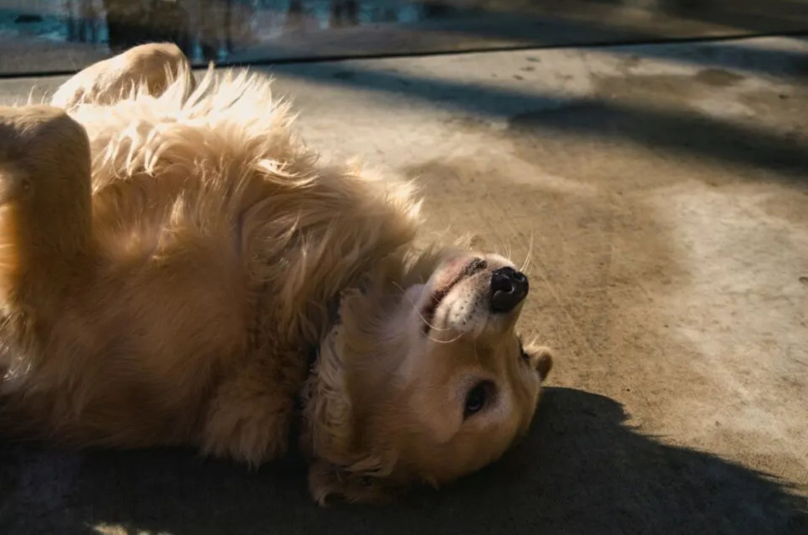 dog lying on back