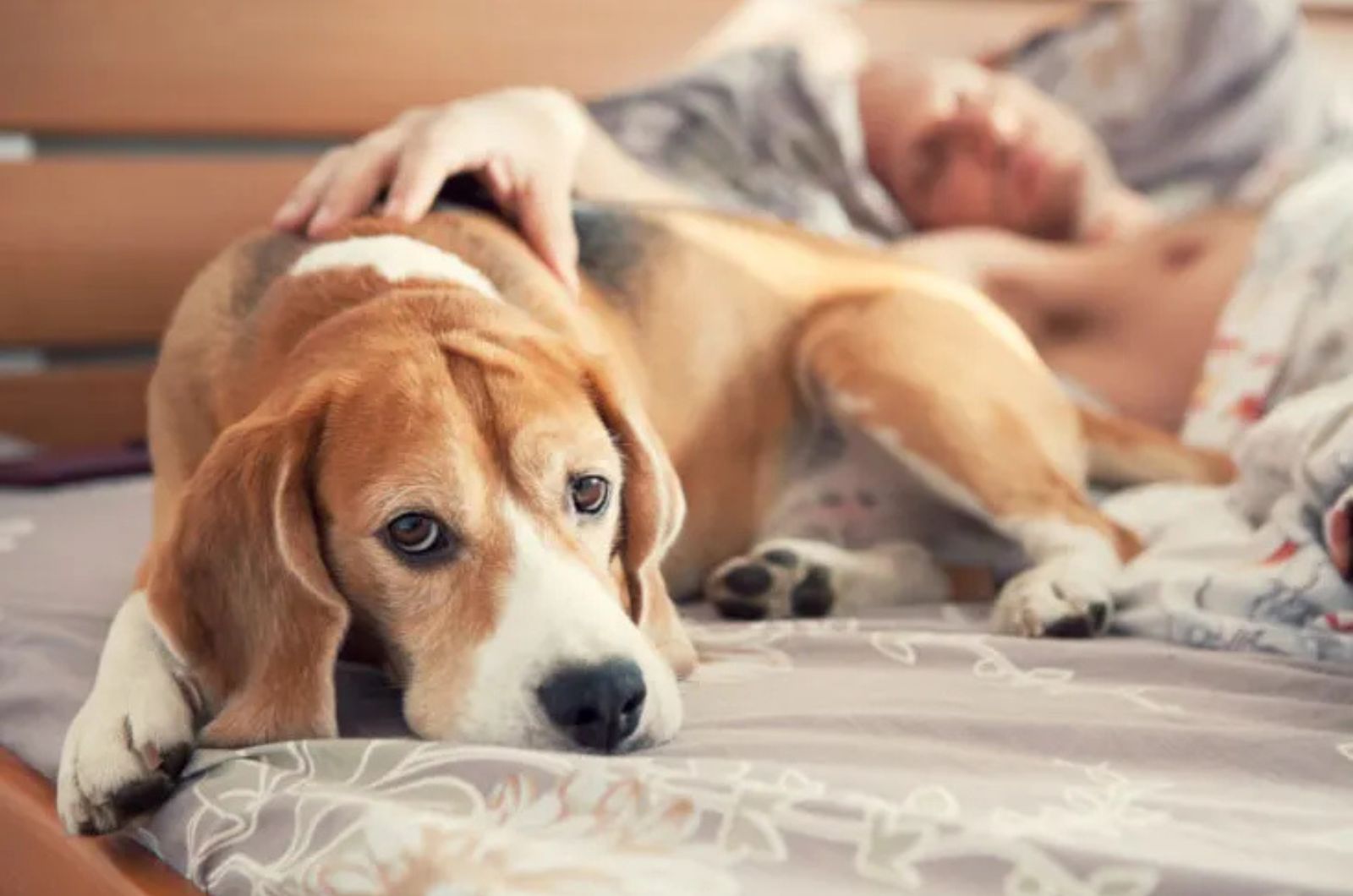 dog lying on bed