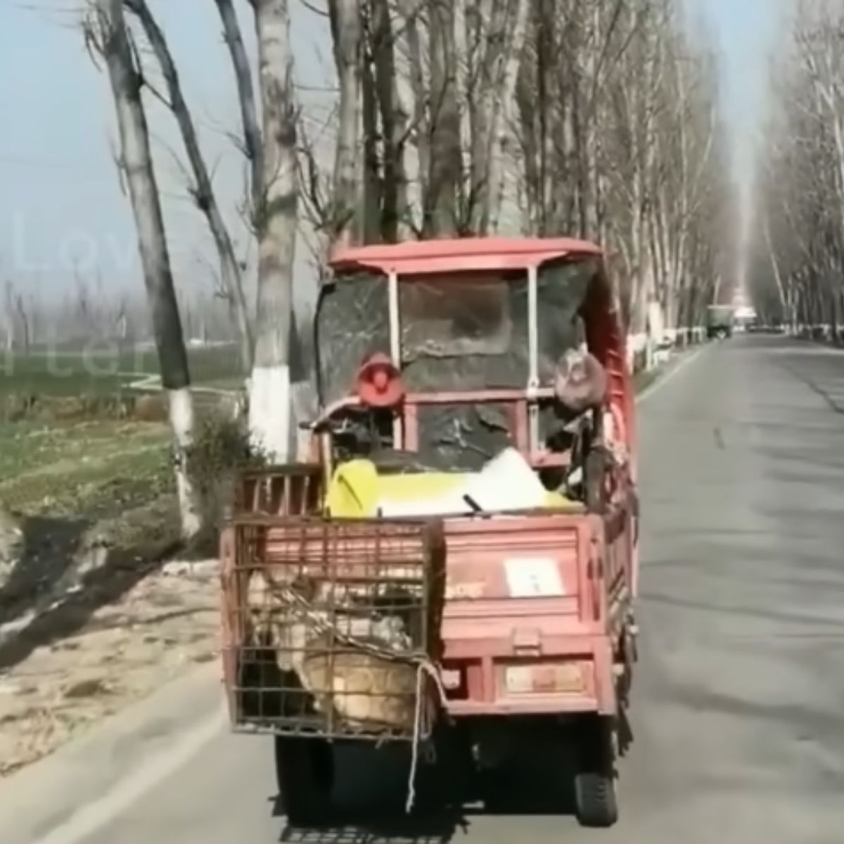 dog meat truck