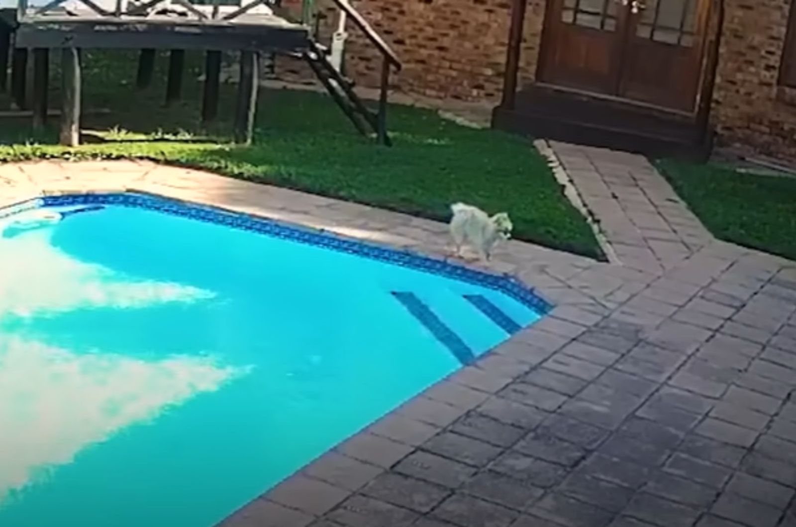 dog near pool