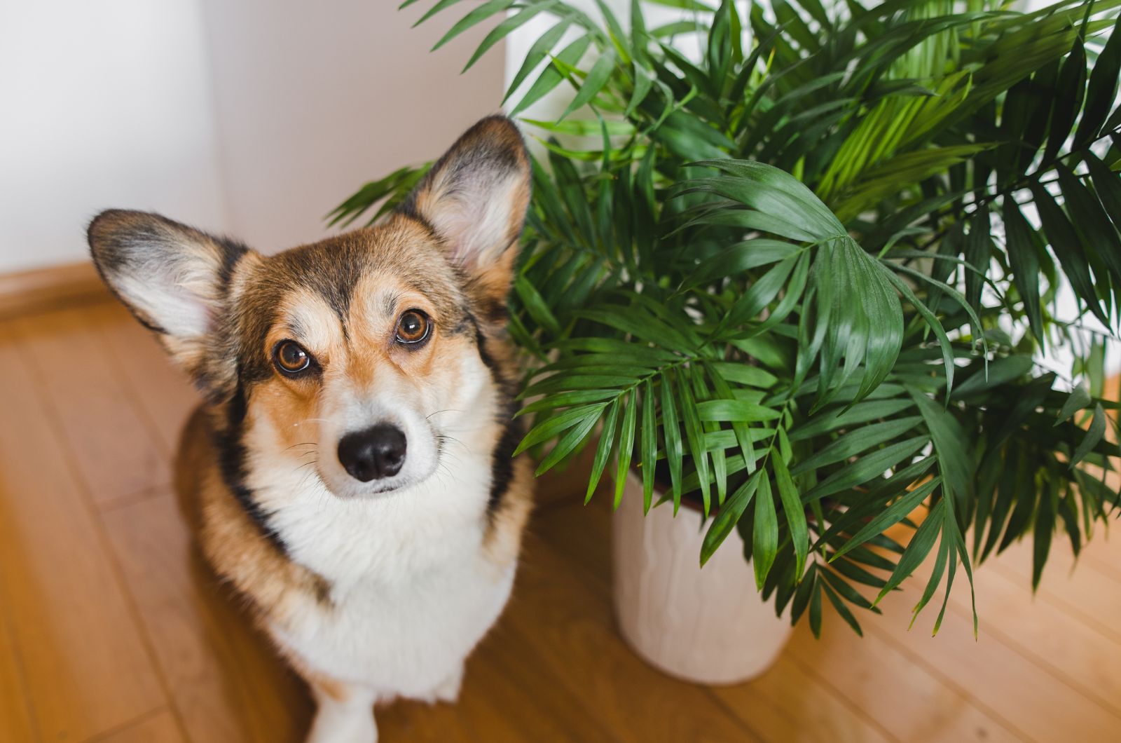 dog next to palm