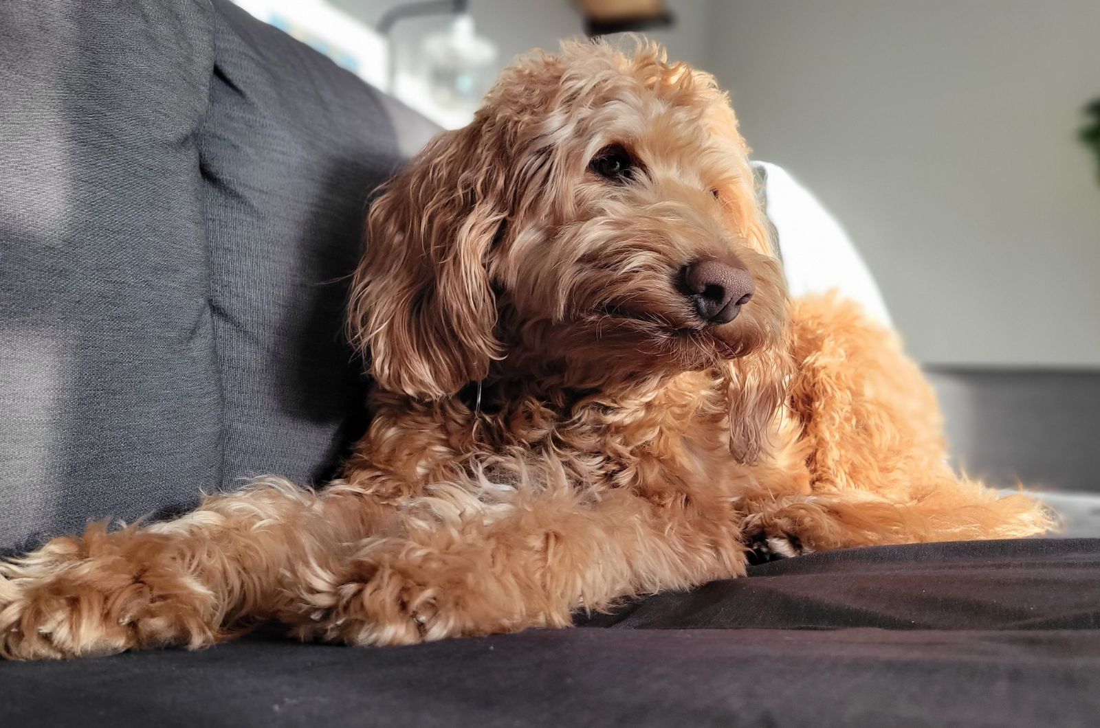 dog on a couch