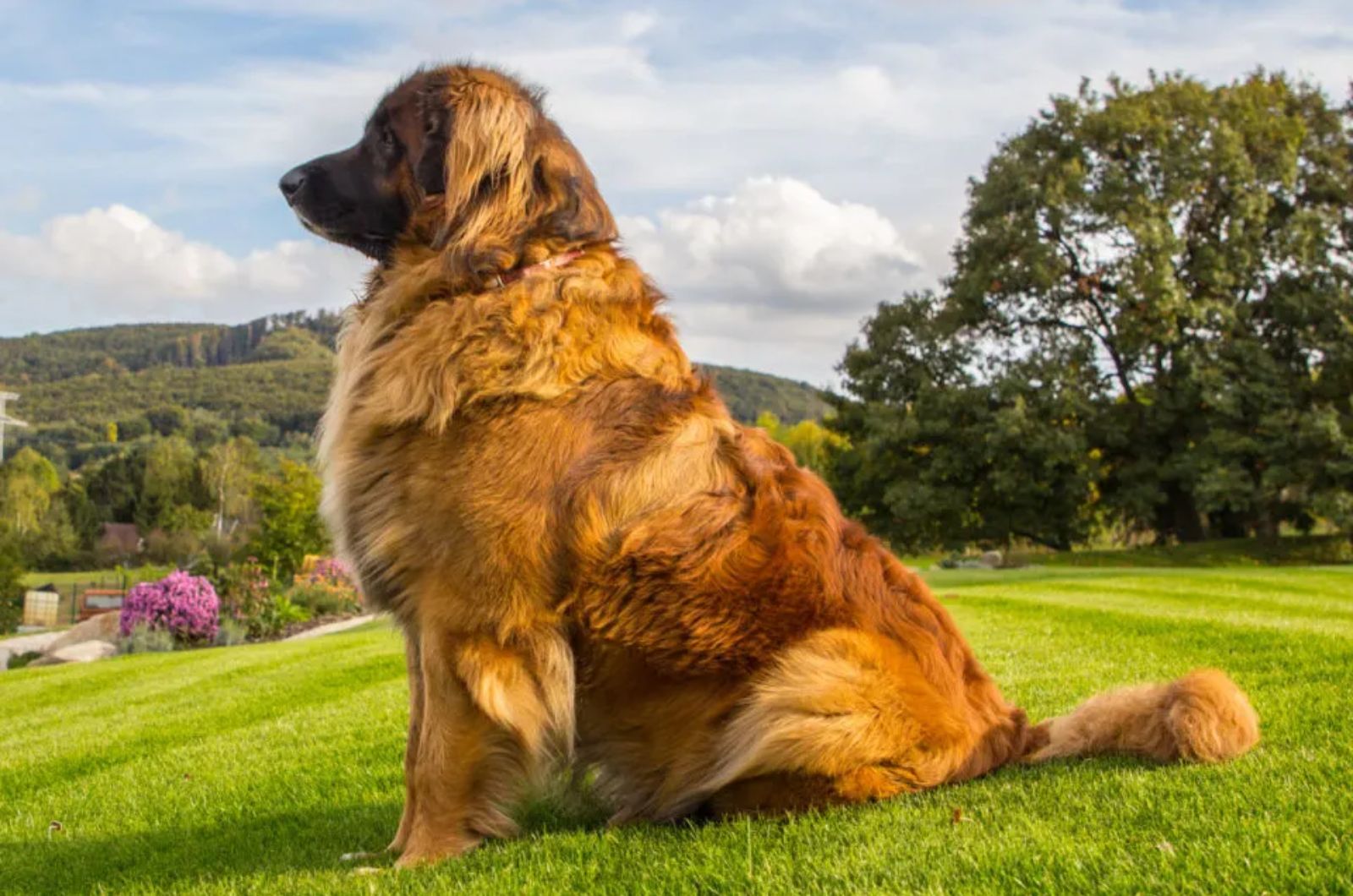 dog on a hill