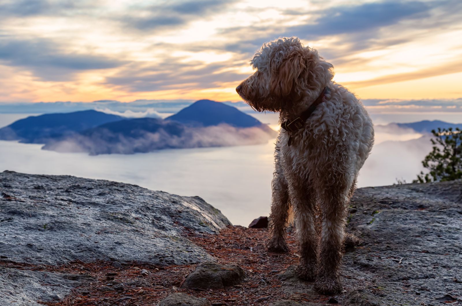 dog on a mountain