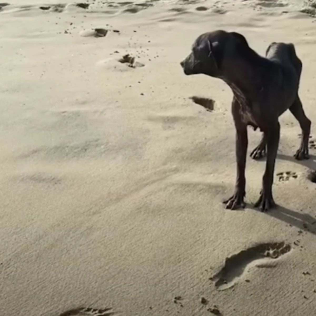 dog on beach