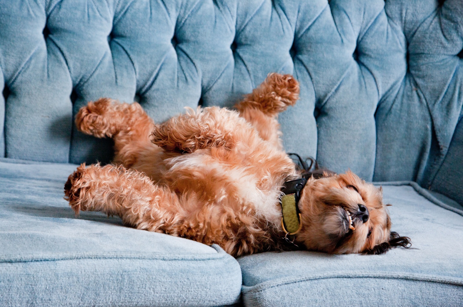 dog on couch