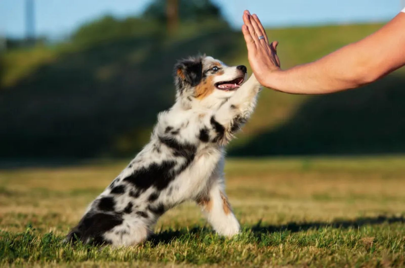 dog paw and human hand