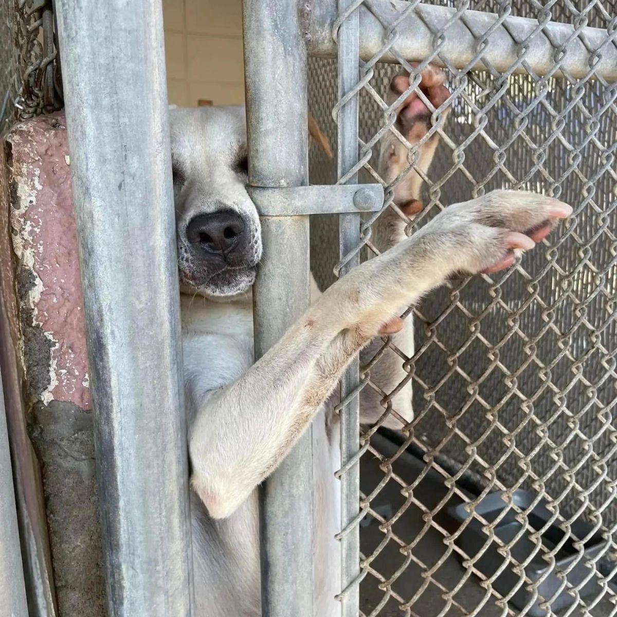 dog reaches his paw